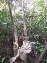 Incense tree illegally chopped (Photo by Dr. Billy C.H. Hau)