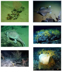 World Ocean Systems Undermined by Climate Change by 2100