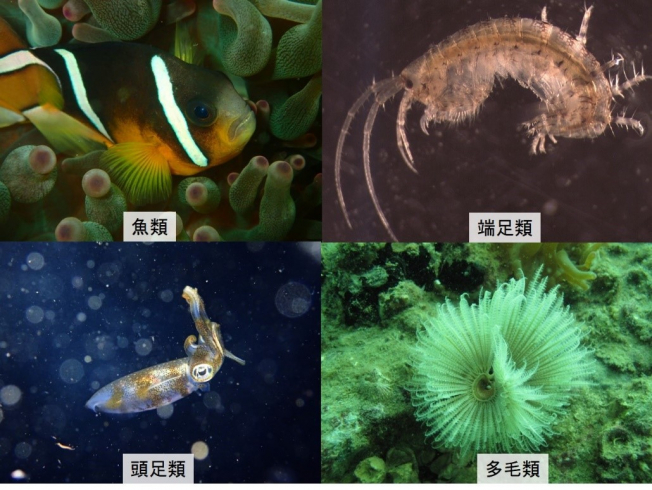 圖三 香港的多毛類環節動物、魚類、頭足類及端足類 (相片提供:邱建文博士、黃詠如博士及司駿龍先生)