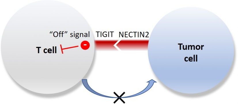 研究團隊發現，腫瘤細胞表面的 NECTIN2 與 T細胞受體之一 的TIGIT 結合，是肝癌中重要的免疫檢查點，能誘導免疫系統發放關閉訊號，以抑制 T 細胞對腫瘤細胞的攻擊。這意味著若能抑制TIGIT-NECTIN2免疫檢查點軸，便能恢復免疫系統對腫瘤細胞的攻擊，有望為肝癌病人提供更有效的精準治療。
 