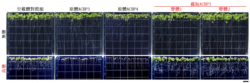 圖2:截短ACBP3變體在轉基因擬南芥的超表達提高耐鹽性。截短 ACBP3變體的超表達株系比對照組更耐鹽。原體ACBP3及ACBP4的超表達株系則更敏感。比例尺 = 1公分。