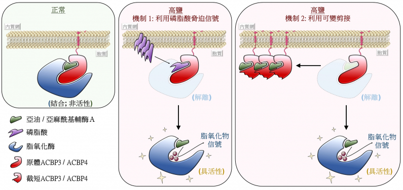 圖3:ACBP3及ACBP4調控高鹽環境下脂氧化物信號形成的示意圖。
在正常條件下,原體ACBP3/ACBP4與亞油/亞麻酰基輔酶A及脂氧化酶結合,使其失去活性(左圖)。在高鹽逆境下,複合體在雙重機制調控下解離。其一,酰基輔酶A在磷脂酸信號的競爭下與ACBP3/ACBP4解離(中圖)。其二,mRNA前體通過可變剪接,產生不能與脂氧化酶結合的截短ACBP3/ACBP4變體(右圖)。因此,被激活後的脂氧化酶產生脂氧化物信號,誘發適應性反應。