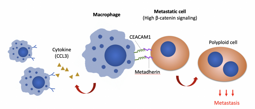 港大研究團隊發現，通過抑制 metadherin 或 CEACAM1 來阻斷巨噬細胞與癌細胞的通訊，能有效減少在免疫細胞中的腹膜轉移。（圖片修改自Adv. Sci. (Weinh) 2022; e2103230）
 