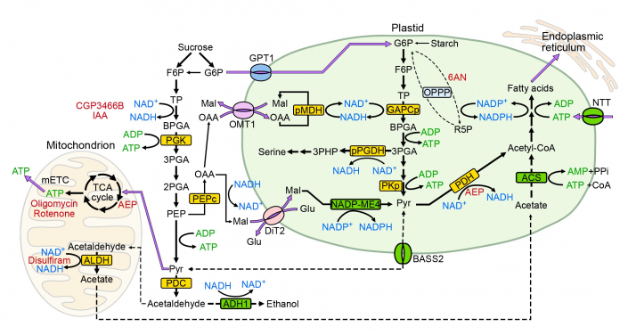 Model of the bioenergetics of Arabidopsis pollen tube growth. (Image credit: Boon Leong Lim)