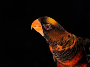 The dusky lory is a parrot native to New Guinea, with red and yellow forms that coexist in natural populations. Researchers leveraged this extremely rare phenomenon to identify an enzyme that can explain why parrots have such diversity in colour. Credit: Pedro Miguel Araújo.