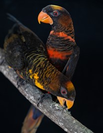 The dusky lory is a parrot native to New Guinea, with red and yellow forms that coexist in natural populations. Researchers leveraged this extremely rare phenomenon to identify an enzyme that can explain why parrots have such diversity in colour. Credit: Pedro Miguel Araújo.
