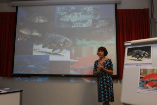 全球有百分之十二的石斑魚,由於過度捕撈正面臨滅絕的危機,涉及的魚種多達20 種